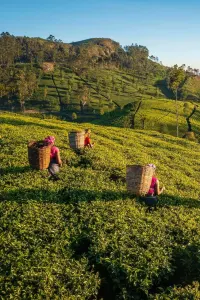 Ceylon tea fields, luxury travel holiday Sri Lanka