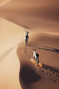 Gemsbok in the Namibian desert, luxury travel holiday to Namibia