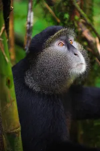 Chimpanzees spotted on a luxury travel holiday to Rwanda.