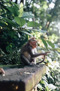 Ubud Monkey Forest, luxury travel holiday, Bali.