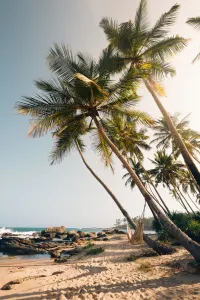 Palm tree beach in Tangelle, luxury travel holiday, Sri Lanka