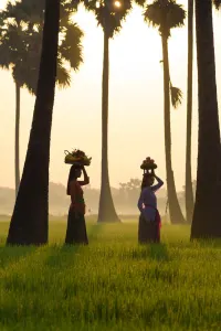 Rice fields, luxury travel holiday, Bali, Indonesia