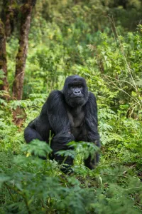 Mountain Gorillas spotted on a luxury travel gorilla trek in Rwanda.