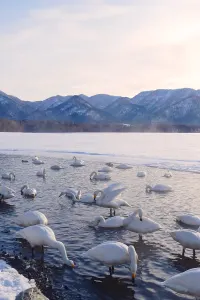 Whooper swans in Teshikaga-cho, Hokkaido