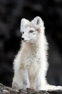 Travel Associates luxury travel Hurtigruten Norway