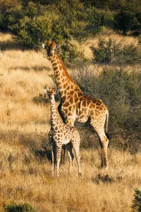 Travel Associates luxury travel wild wonders holiday