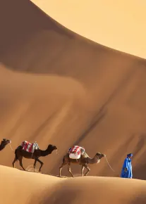 Camels in the Sahara Desert, luxury travel holiday to Morocco