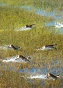 Antelopes in the Okavango Delta, Botswana.