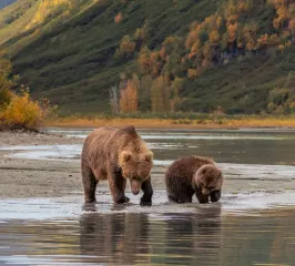Bears at Lake Clark National Park, luxury travel holiday, Alaska