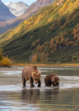 Bears at Lake Clark National Park, luxury travel holiday, Alaska