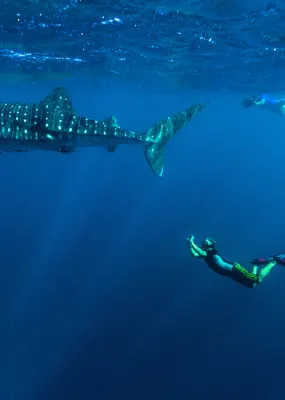 Western Australia Whale Shark