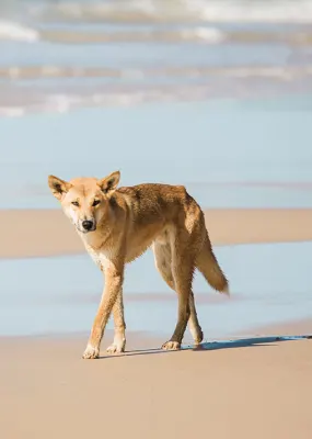 Dingo on Fraser Island