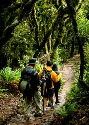 A group of people hiking in a lush forest area