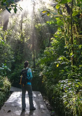 Person standing in a forest with the sun shining through the trees.