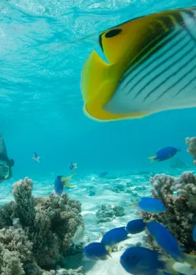 Tahiti Blog