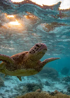 Turtle swimming towards surface of water in clear blue water