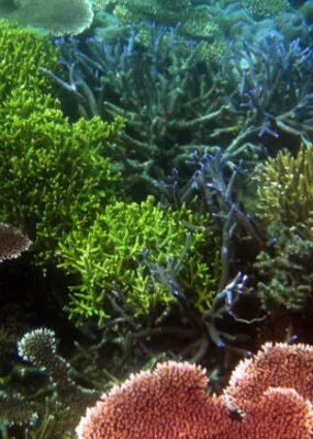Coral reef at Lankayan island dive resort 