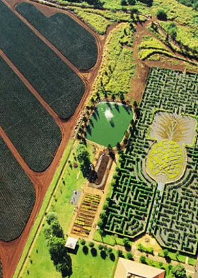 Ariel view of the green maze 