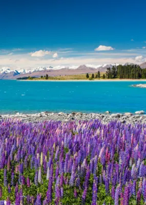 a field full of lavanders, crystal clear river, and mountain slopes 