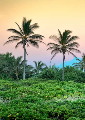 Maui&#039;s Palm tree forest