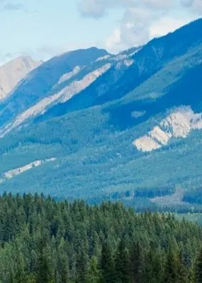 a view of the pine trees and mountains