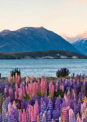 Lupins by Lake Tekapo, New Zealand.