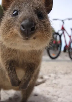 a cute little brown quokka posing for a camera in front of a bicycle