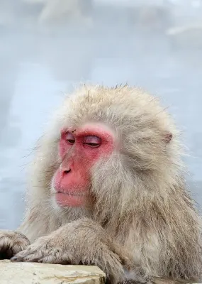 Snow Monkey standing on the edge of outdoor hot spring