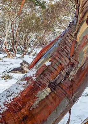 Snow gum trees exposed in the winter snow