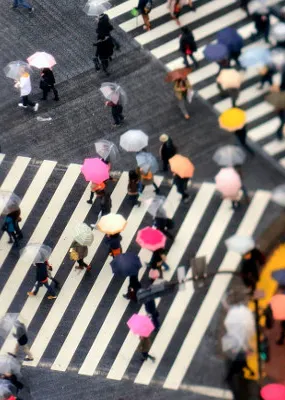Ariel view of pedestrians walking across the zebra crossing with umbrellas in the rain 