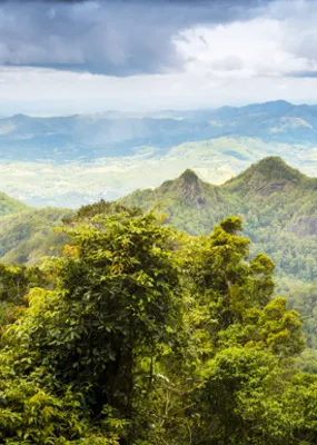 view of the canopy, mountains, and skies in the Gold coast hinterland