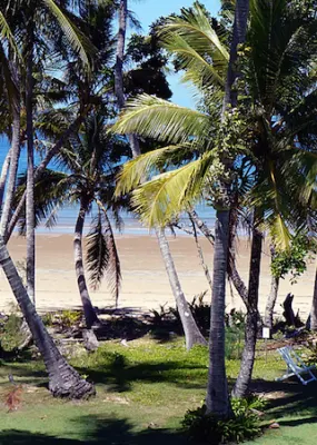 coconut trees near the seashore
