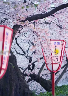 Cherry blossoms along a lantern-lined walkway in Kyoto
