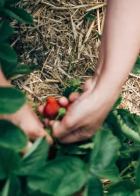 A person picking ripe strawberry