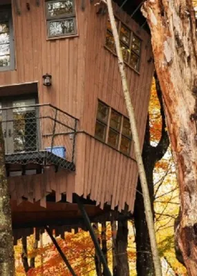 Tree houses amongst autumn trees 