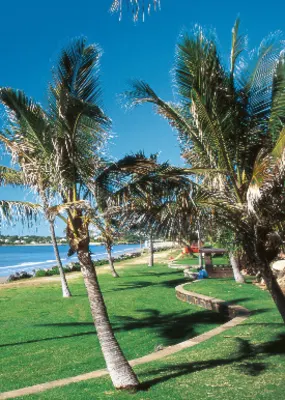 Luscious palm trees lining up the shore of Yeppoon Beach