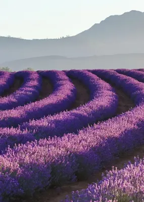 Lavender fields in Launceston