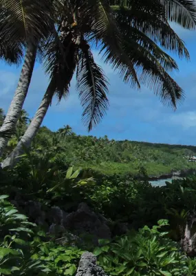 A palm leans over a long sandy beach and sea that runs into a green tongue of land on the horizon in the distance.