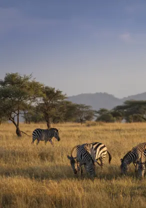 Luxury travel holiday game drive with zebras in Serengeti National Park, Tanzania