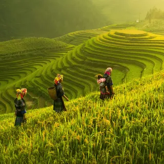 Rice fields in Vietnam
