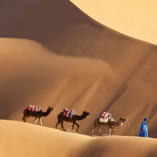 Camels in the Sahara Desert, luxury travel holiday to Morocco