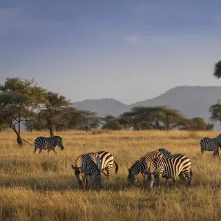 Luxury travel holiday game drive with zebras in Serengeti National Park, Tanzania