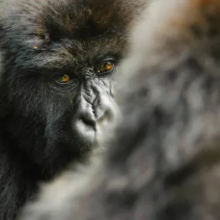 Mountain Gorillas spotted on a luxury travel gorilla trek in Rwanda.