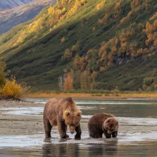 Bears at Lake Clark National Park, luxury travel holiday, Alaska