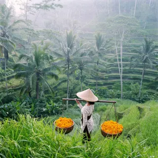Rice fields in Ubud, luxury travel holiday, Bali, Indonesia