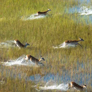 Antelopes in the Okavango Delta, Botswana.