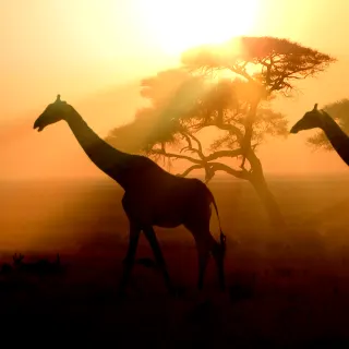 Africa luxury travel