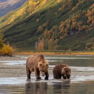 Bears at Lake Clark National Park, luxury travel holiday, Alaska