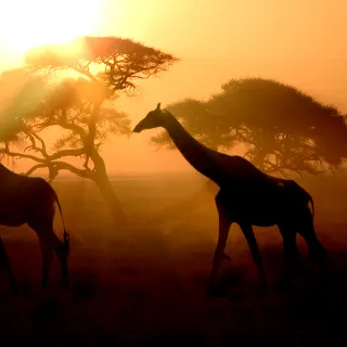 Africa luxury travel