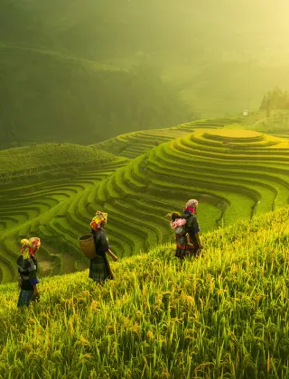 Rice fields in Vietnam
